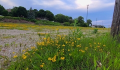 Lotus corniculatus