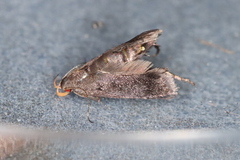 Anacampsis lupinella