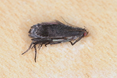 Anacampsis lupinella