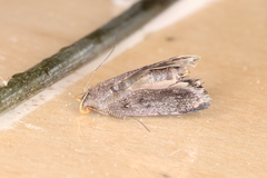 Anacampsis lupinella