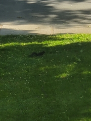 Sciurus carolinensis