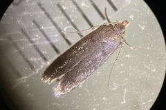 Anacampsis lupinella