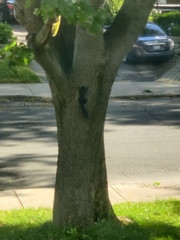 Sciurus carolinensis