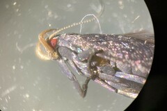 Anacampsis lupinella