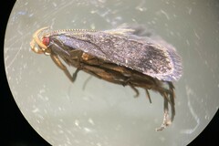 Anacampsis lupinella
