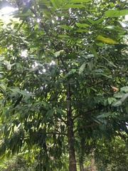 Garcinia macrophylla