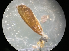 Anacampsis lupinella