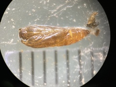 Anacampsis lupinella
