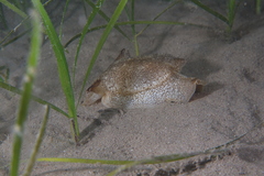 Pleurobranchaea meckeli