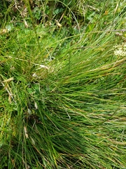 Poaceae