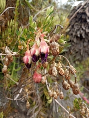 Brachyotum strigosum