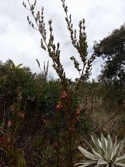 Brachyotum strigosum