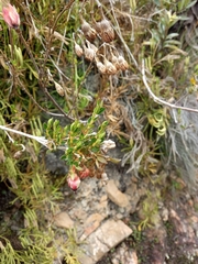 Brachyotum strigosum