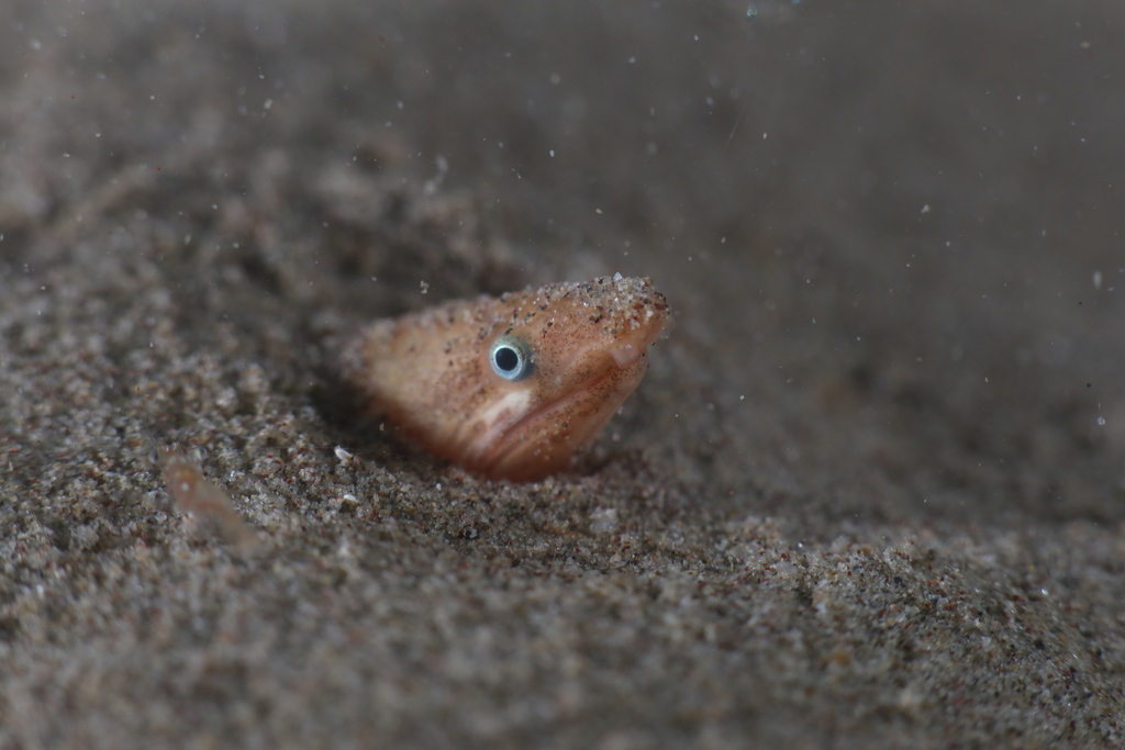 Armless Snake Eel