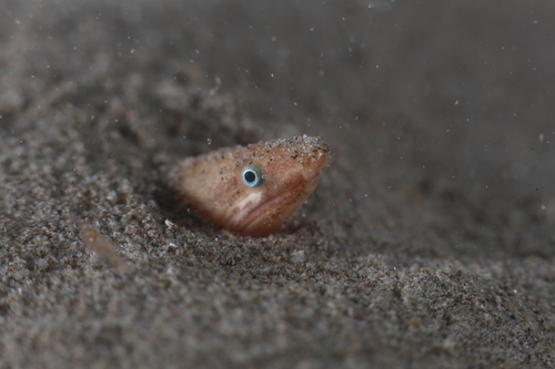 Armless Snake Eel