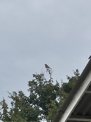 Pyrope pyrope pyrope