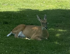 Odocoileus virginianus