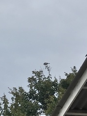 Pyrope pyrope pyrope