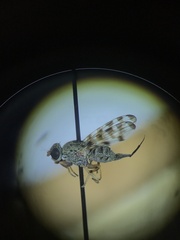 Pseudotephritina