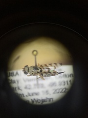 Pseudotephritina