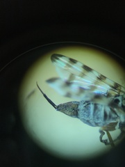 Pseudotephritina