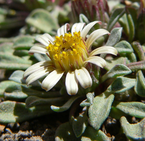 Jones' Townsend daisy (Townsendia jonesii var. jonesii)