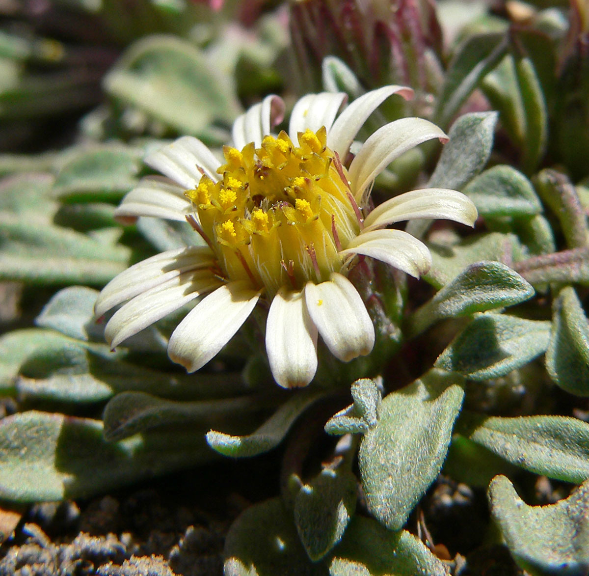 Townsendia jonesii