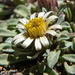 Townsendia jonesii - Photo (c) Stan Shebs,  זכויות יוצרים חלקיות (CC BY-SA)