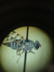Pseudotephritina