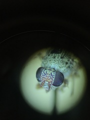 Pseudotephritina