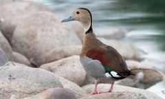 Callonetta leucophrys