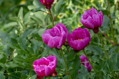 Paeonia broteri