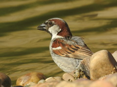 Passer domesticus