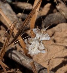 Phyllomorpha laciniata