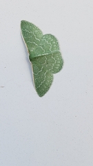 Synchlora frondaria