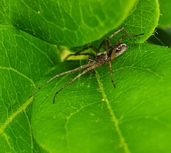 Allagelena gracilens