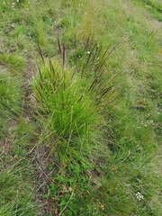 Poaceae