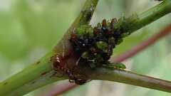 Periphyllus testudinaceus