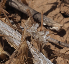 Phyllomorpha laciniata