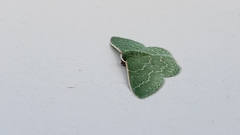 Synchlora frondaria
