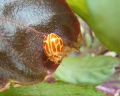 Neocalvia anastomozans