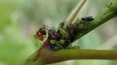 Periphyllus testudinaceus