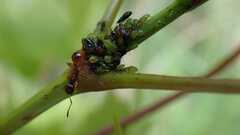 Periphyllus testudinaceus