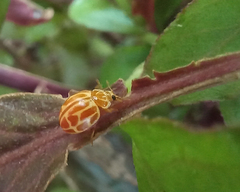 Neocalvia anastomozans