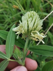 Trifolium pannonicum