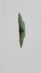 Synchlora frondaria