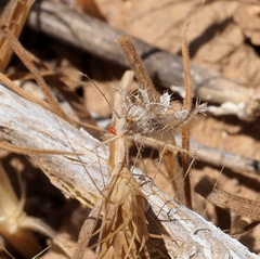 Phyllomorpha laciniata