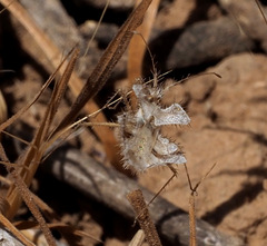 Phyllomorpha laciniata