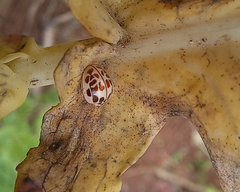 Psyllobora confluens