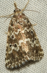 Alvaradoia disjecta